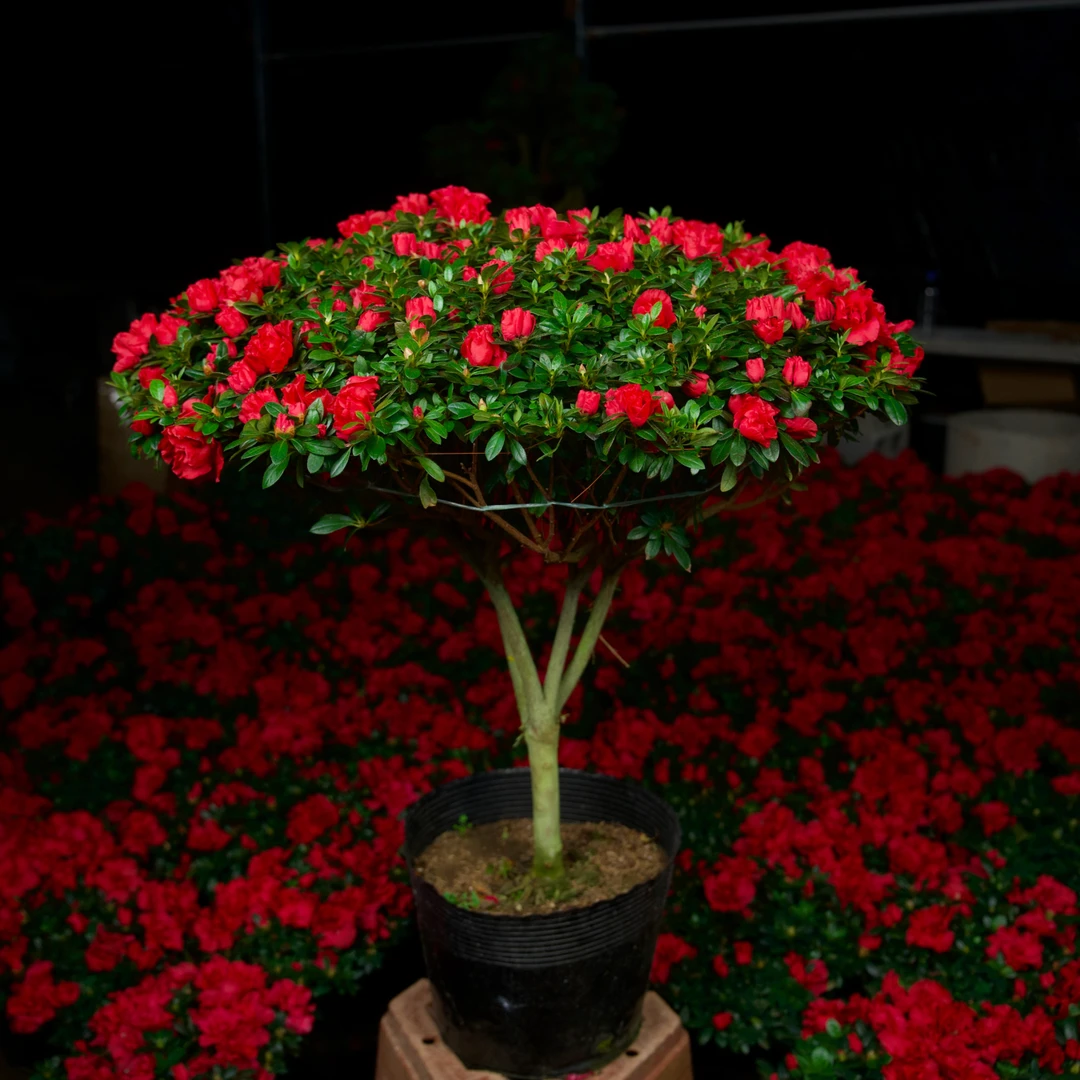 【30年桩龄】米冠红杜鹃过年开花四季花卉绿植耐寒大花