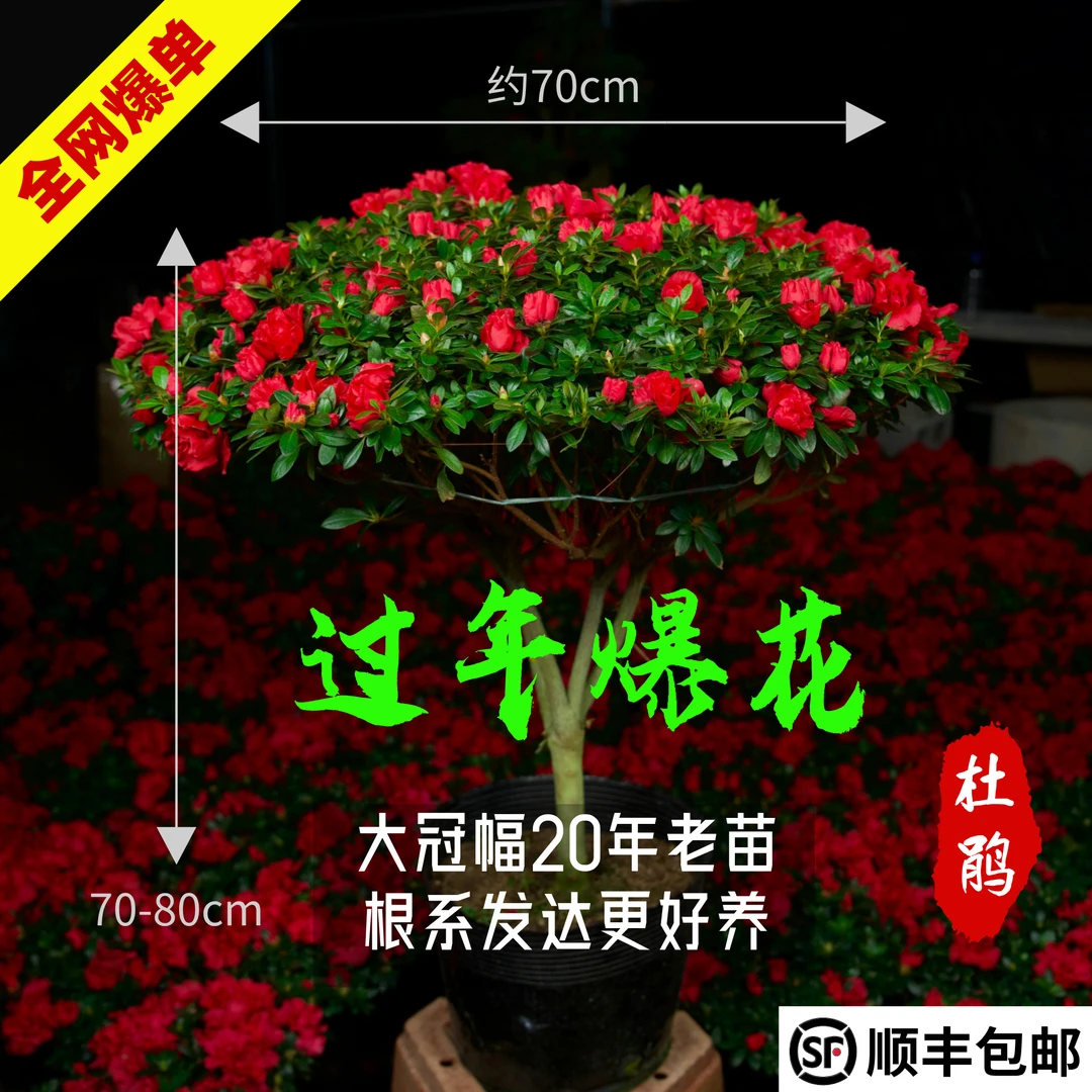 【20年桩龄】约70cm冠幅红杜鹃过年开花四季花卉绿植耐寒大花