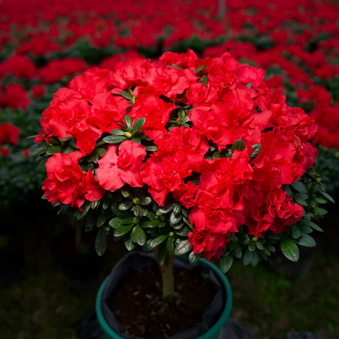 【12年桩龄】约45cm冠幅红杜鹃过年开花四季花卉绿植耐寒大花