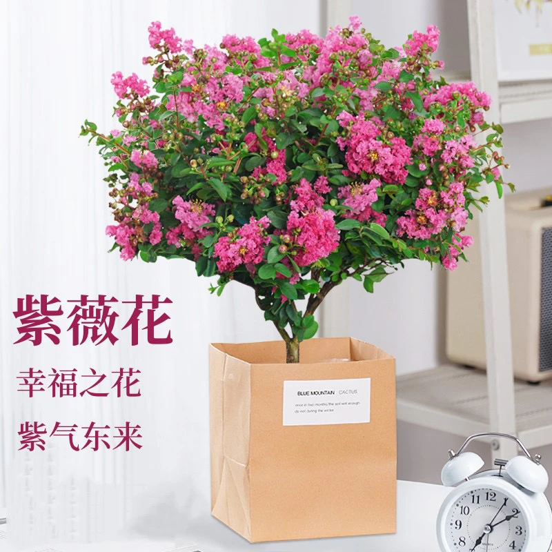 紫薇花盆栽室外阳台老桩四季开花不断植物好养百日红树苗花卉盆景