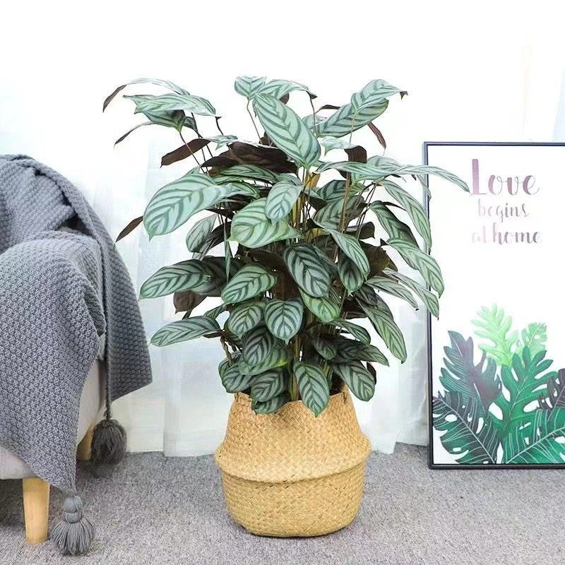 新飞羽竹芋盆栽网红植物室内ins耐阴常青大观叶绿植趣味好养易活