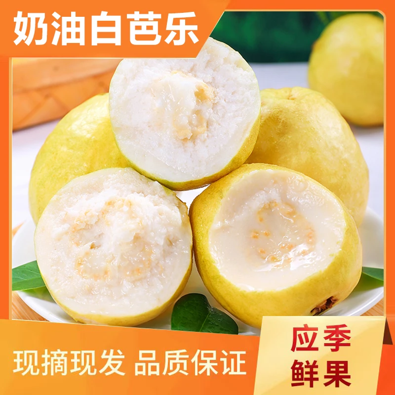 广西白心芭乐软硬两吃番石榴奶油芭乐脆甜软糯香新鲜水果坏果包赔