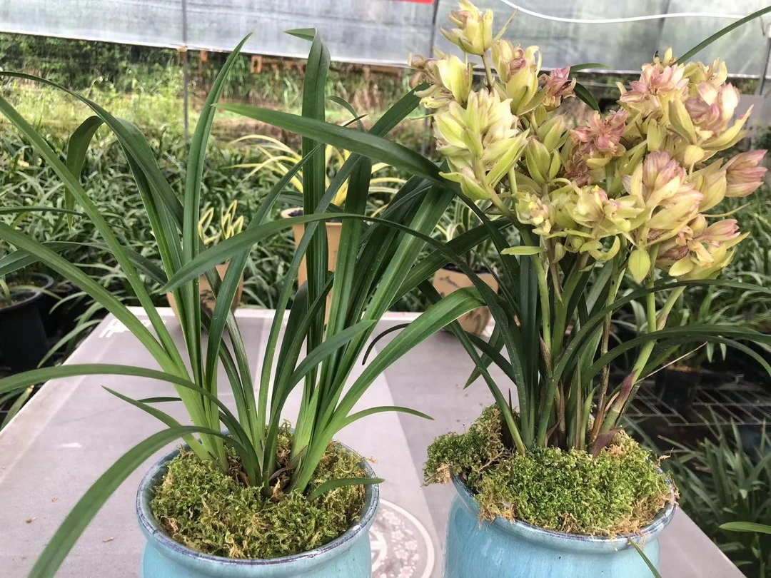 【富山奇蝶+红素】开花浓香型