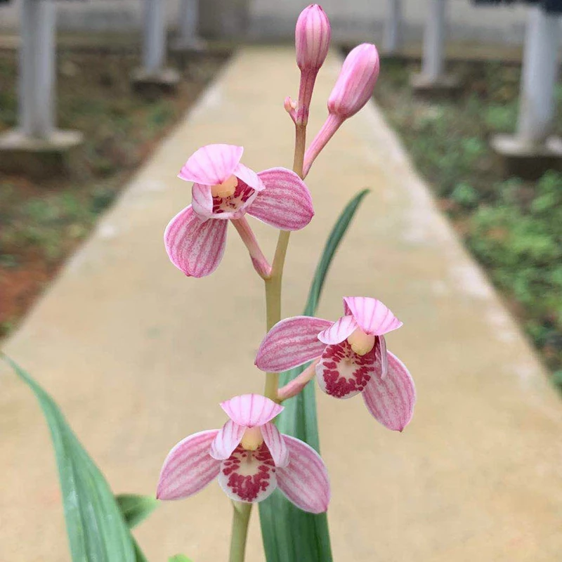【东方红荷】荷瓣花建兰6-11月花期浓香开花久绿植兰花室内好养活