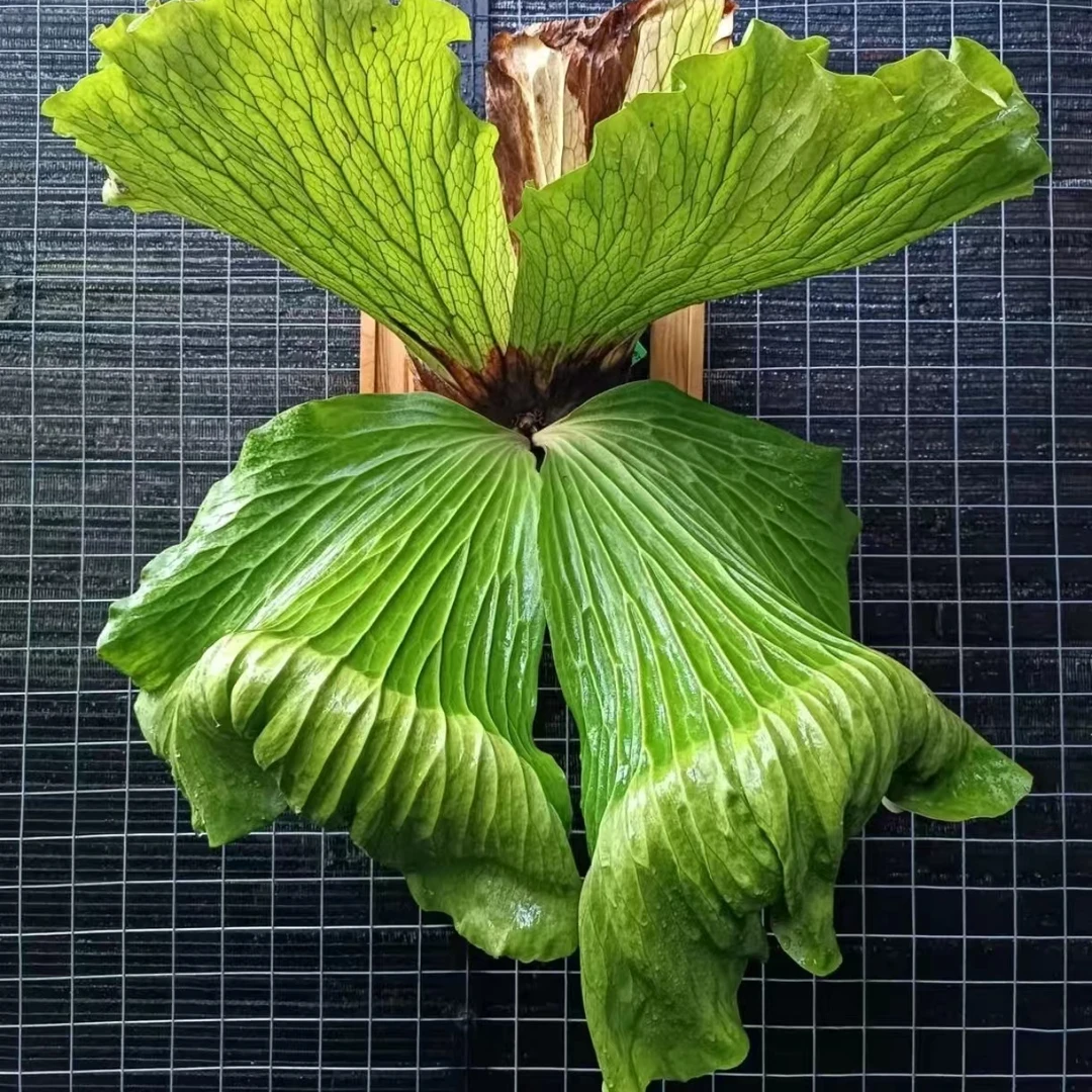 platycerium elephantotis象耳鹿角蕨 象耳系列 安象 三角象绿植