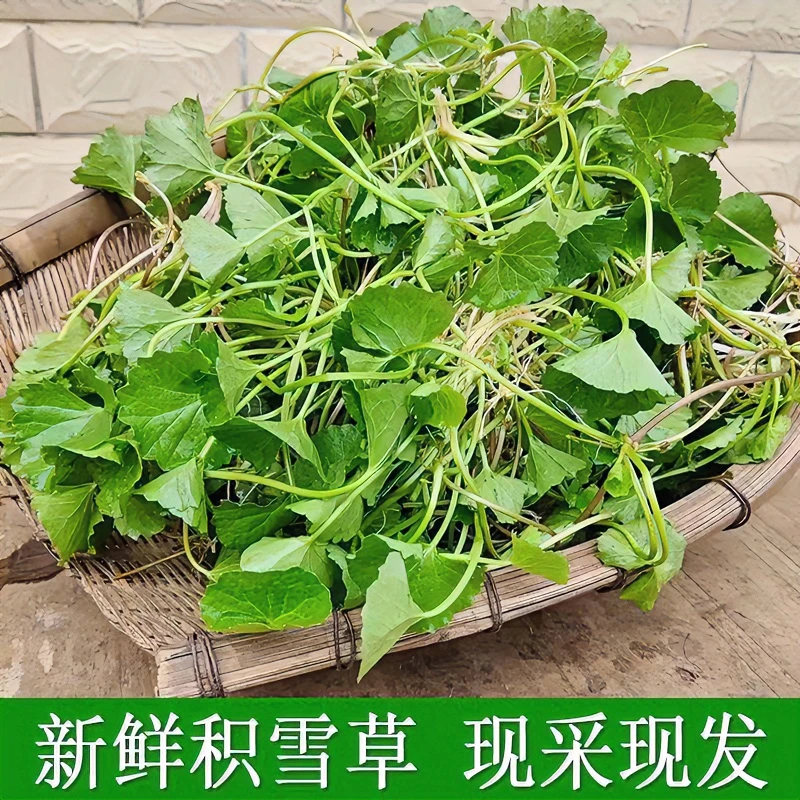 广西新鲜现挖积雪草野菜雷公根崩大碗马蹄草灯盏菜可食蔬菜包邮
