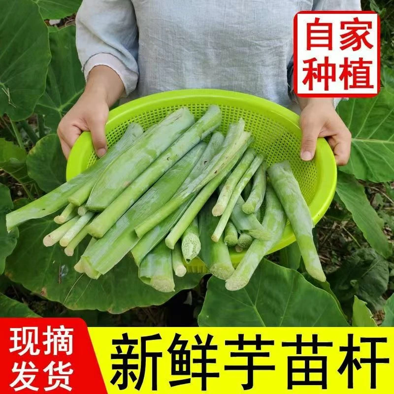 广西特产新鲜芋苗杆白芋蒙芋荷广菜梗农家蔬菜开胃菜蔬菜新鲜采摘