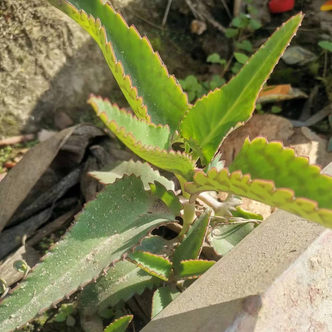 不死鸟窄叶羽叶不死鸟落地生根不死鸟棒叶蕾丝公主虎纹