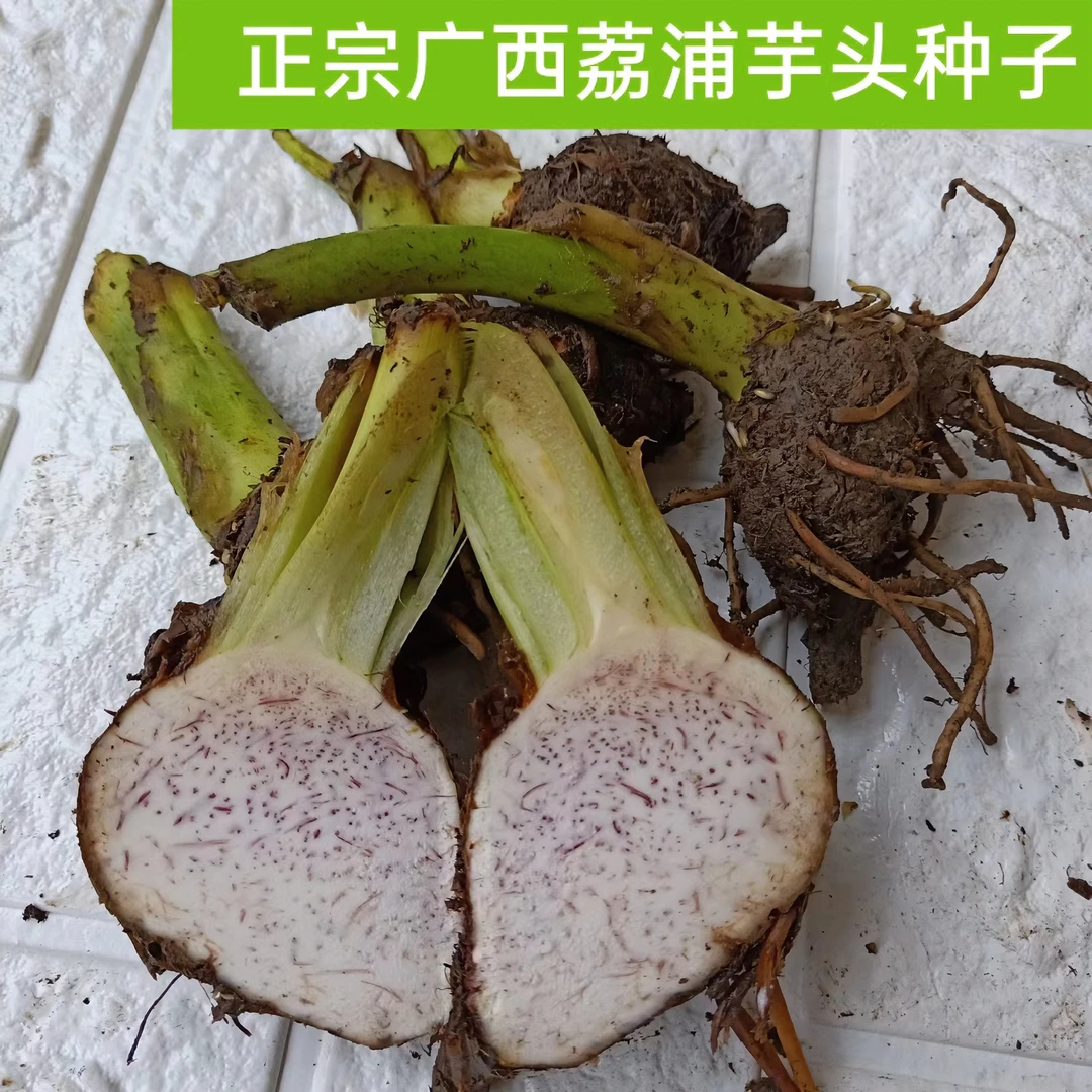 正宗广西荔浦芋头苗秧子种新鲜栽培紫藤荔浦香芋槟榔芋苗1斤包邮