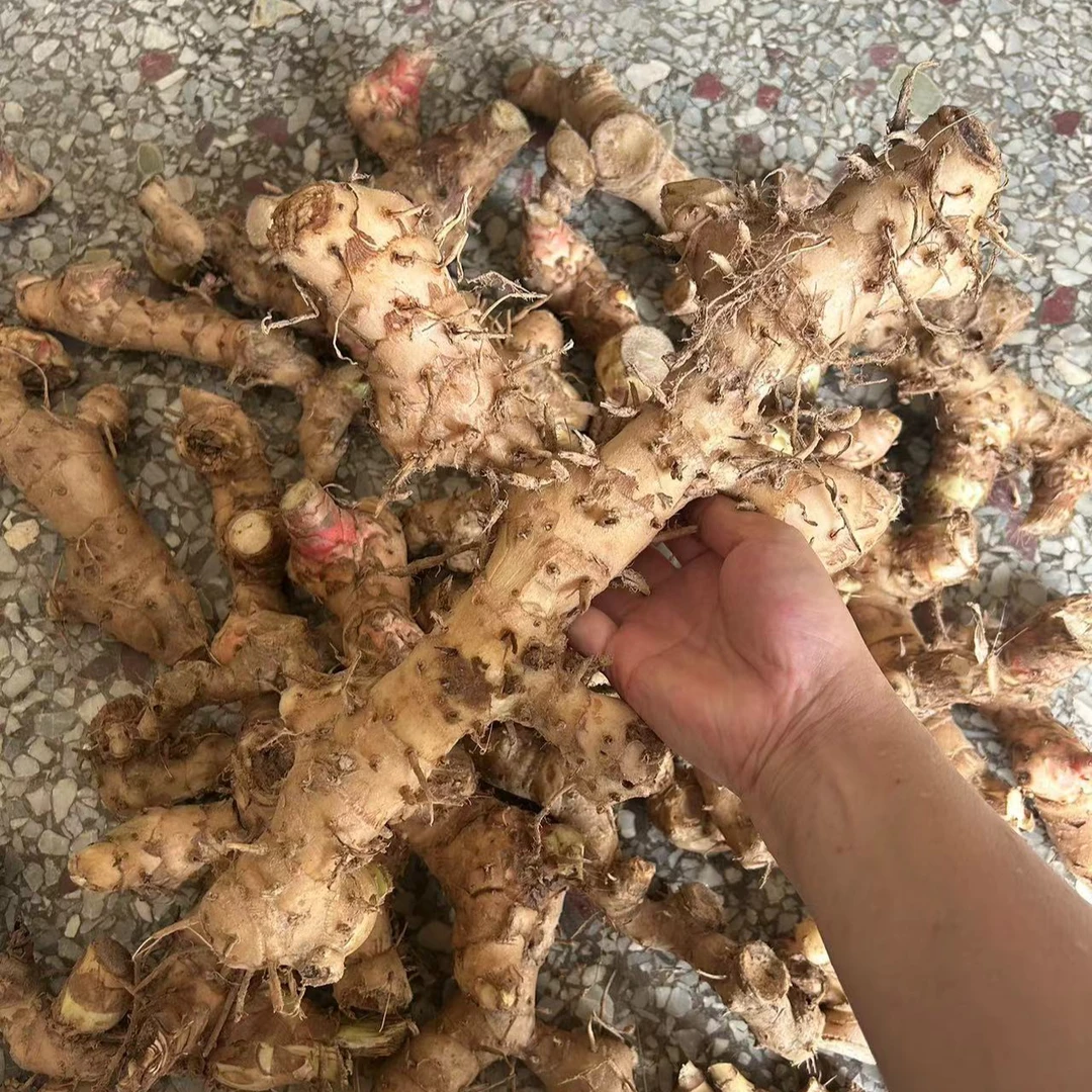 新鲜现挖闭鞘姜广商陆白石笋水蕉花野生樟柳头送子姜老妈妈拐杖棍