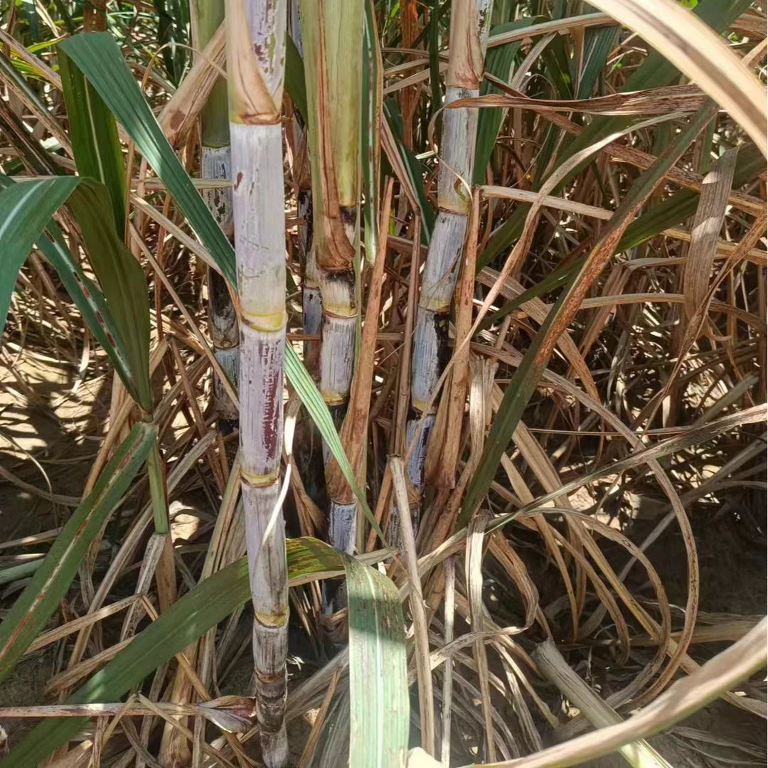 桂糖42号甘蔗广西柳蔗桂蔗丘陵地双高地半坡地甘蔗现砍甘甜甘蔗