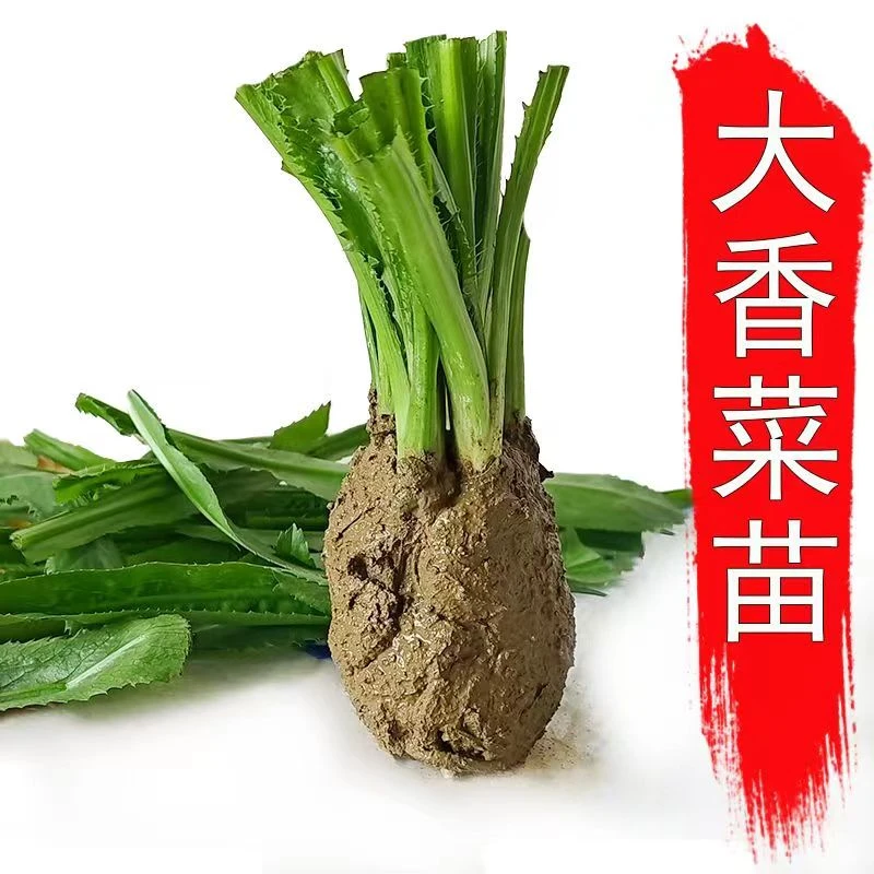 芫荽菜苗假芫茜新鲜老缅芫荽阿瓦芫荽刺芹香菜苗食用蔬菜美食佐料