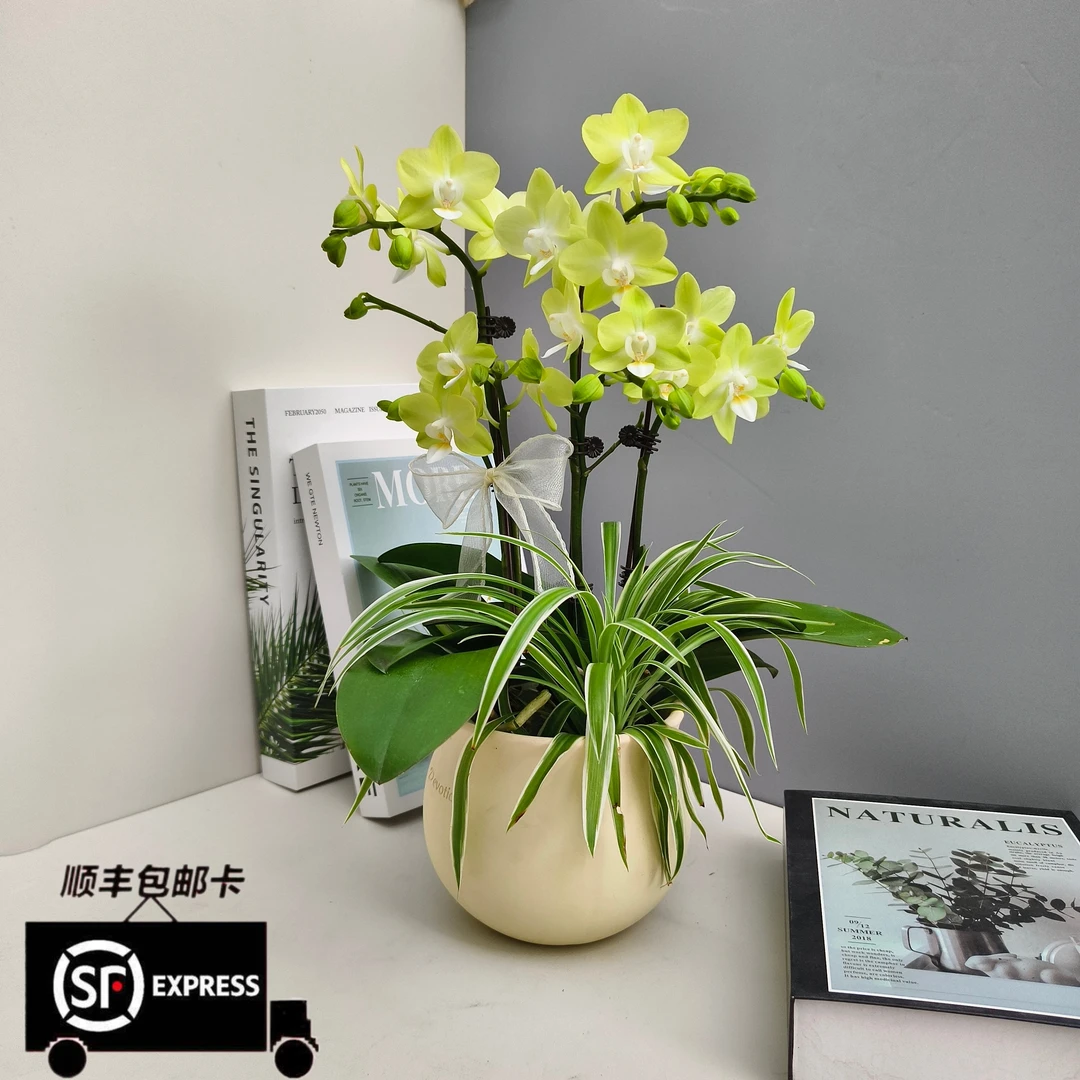 【薄荷糖】蝴蝶兰 绿色系 清新自然 新手小白 高雅礼品花桌面花