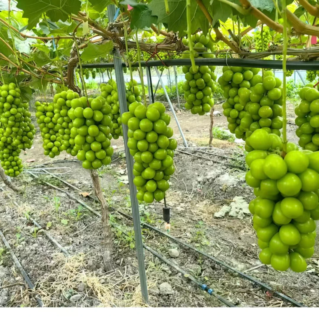 【顺丰发货】四川大凉山精选阳光玫瑰葡萄新鲜香甜多汁