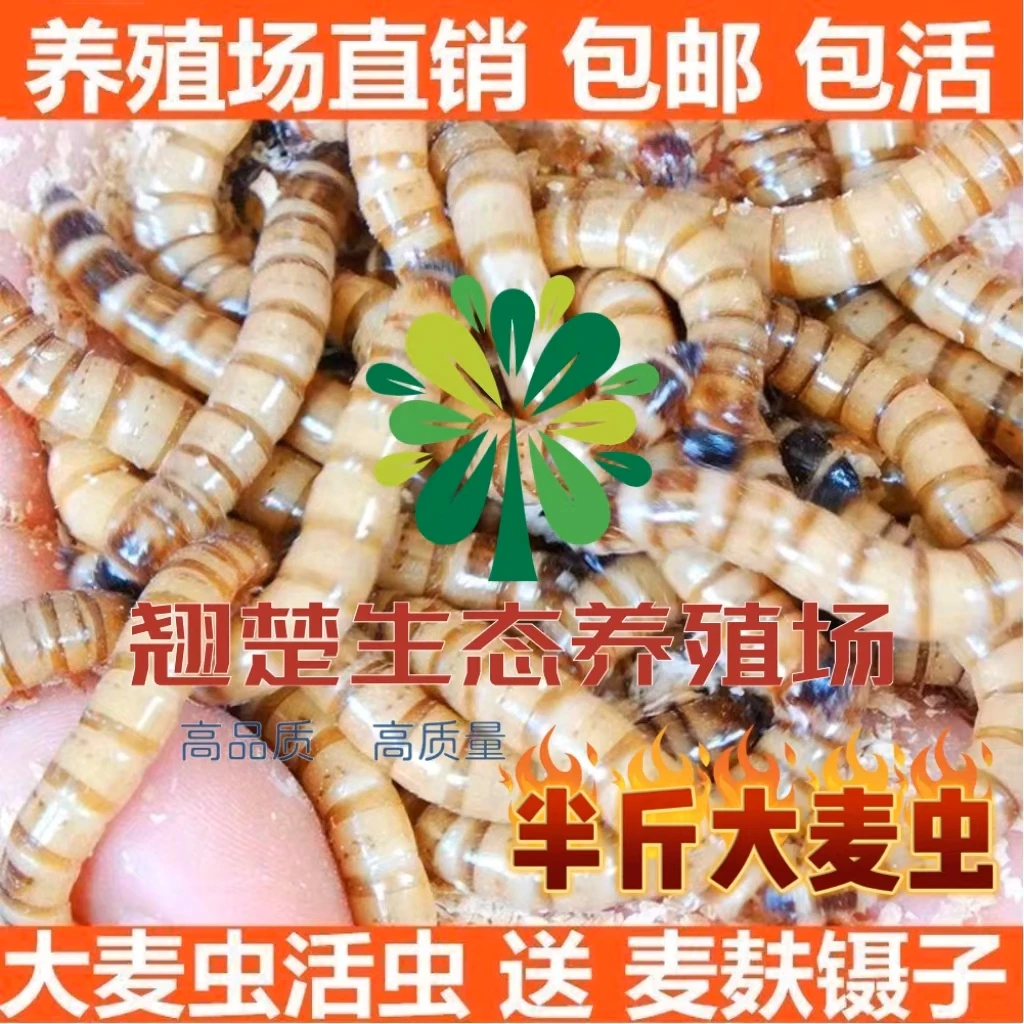 鲜活大麦虫活体活饵蛋白虫宠物活体饲料钓鱼饵料半斤送麦麸镊子