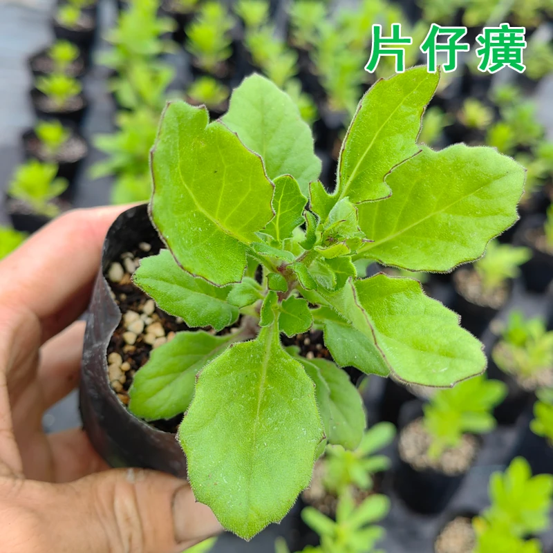 片仔癀 草盆栽可食用蔬菜清凉香草植物盆栽小苗