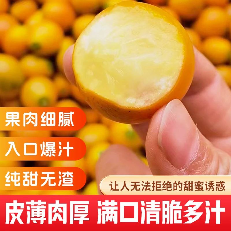 【甜蜜尝鲜】广西融安脆密金桔金柑当季热卖无籽化渣产地直发