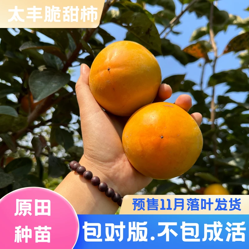 太丰柿子苗（钵苗土球苗）