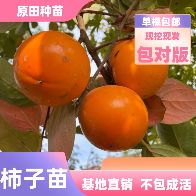 柿子苗嫁接苗（裸根苗）