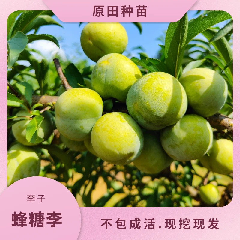 蜂糖李子（裸根苗）不包成活