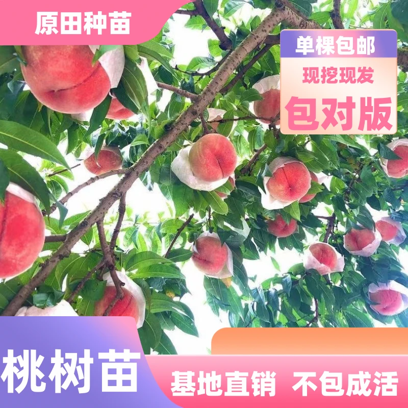 桃树苗嫁接苗(裸根苗)