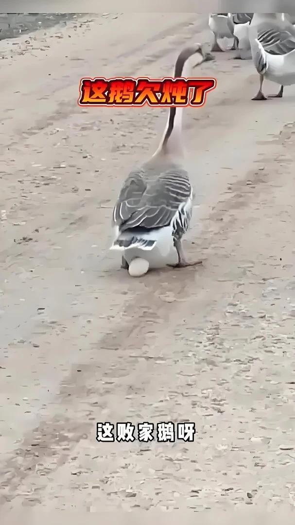 新疆包邮 现杀现宰 农家散养水上大鹅