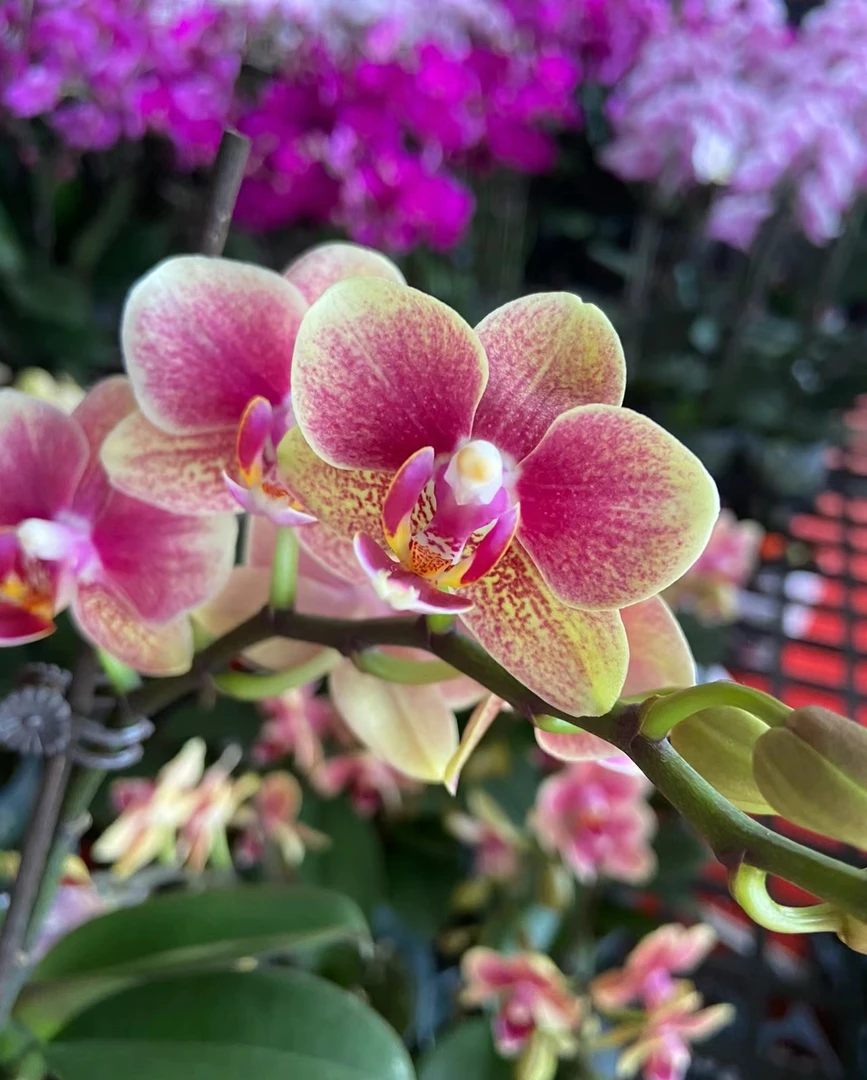 【双花剑】金蝶蝴蝶兰花苗带花剑3.0寸杯