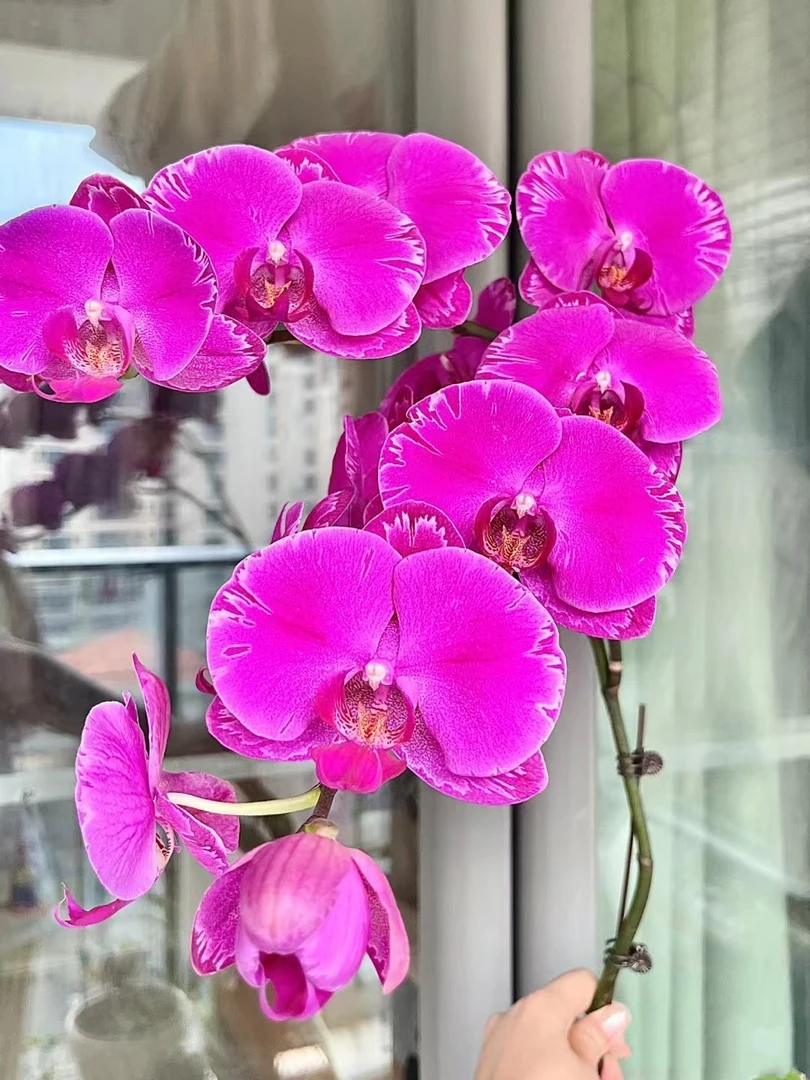 【带花剑 两棵装】光芒四射蝴蝶兰花苗不带花2.5寸杯（易返祖）