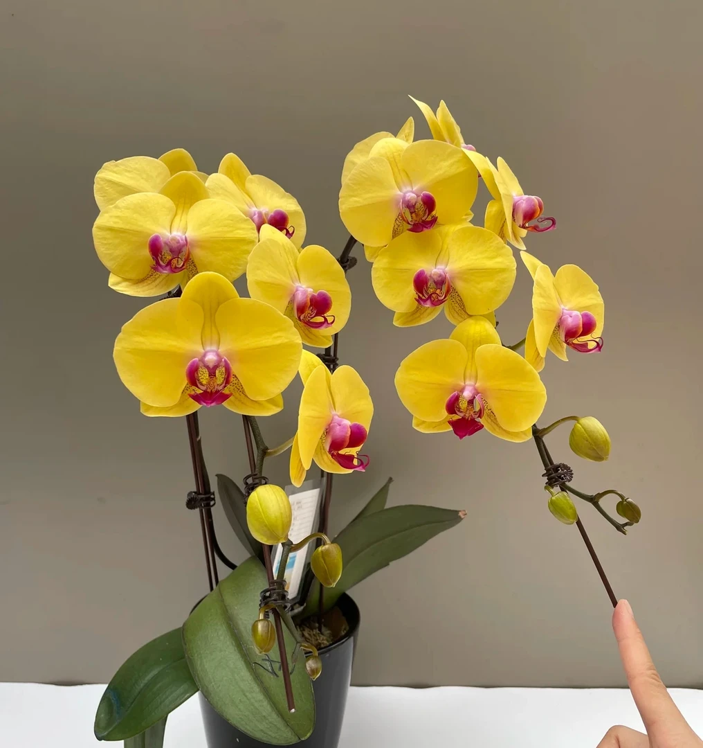 【带花剑】金时代蝴蝶兰花苗带花剑2.8寸杯