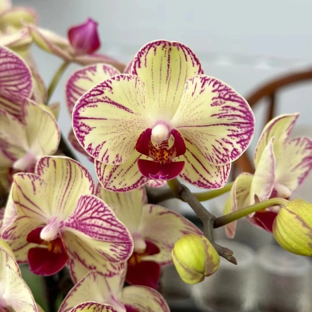 【瑕疵苗】绿闪电胡蝶兰花苗2.8寸杯（易返祖）