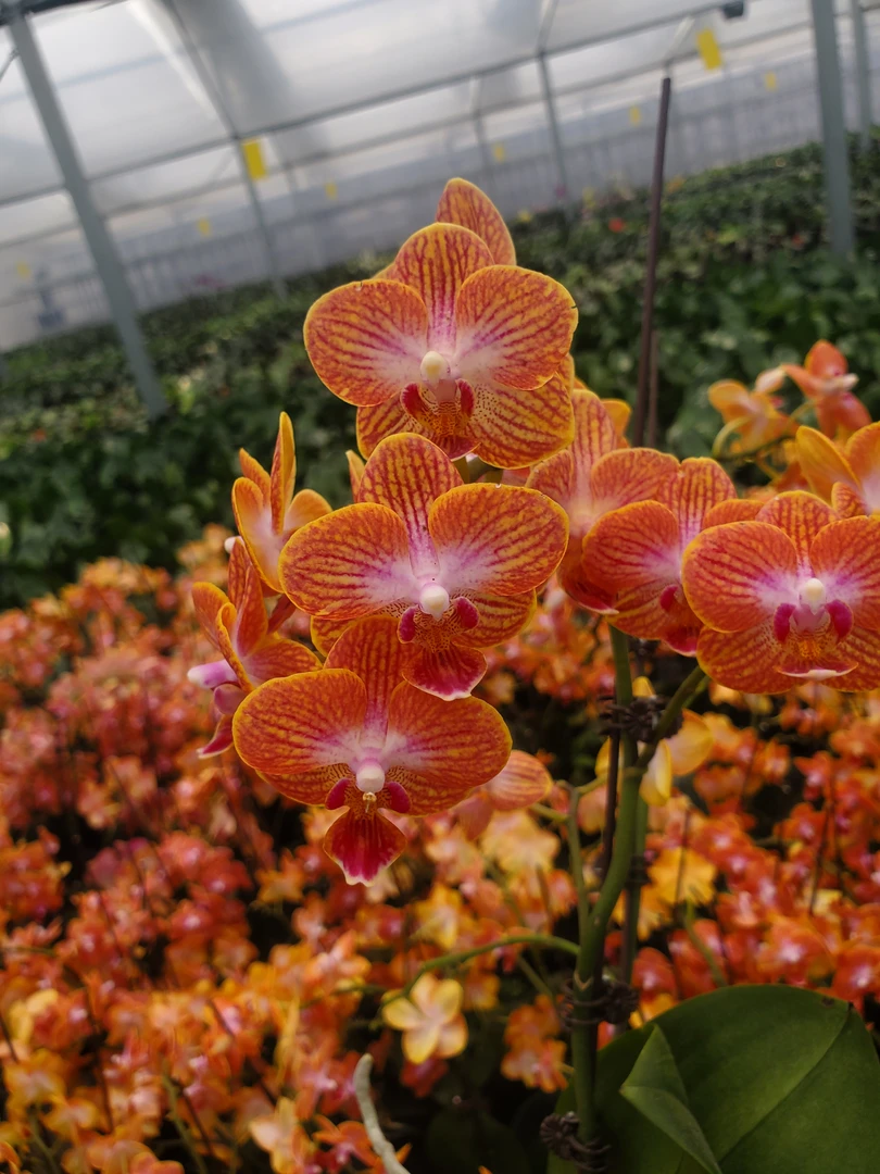 【带花剑】蜜橙蝴蝶兰花苗带花剑3.0寸杯