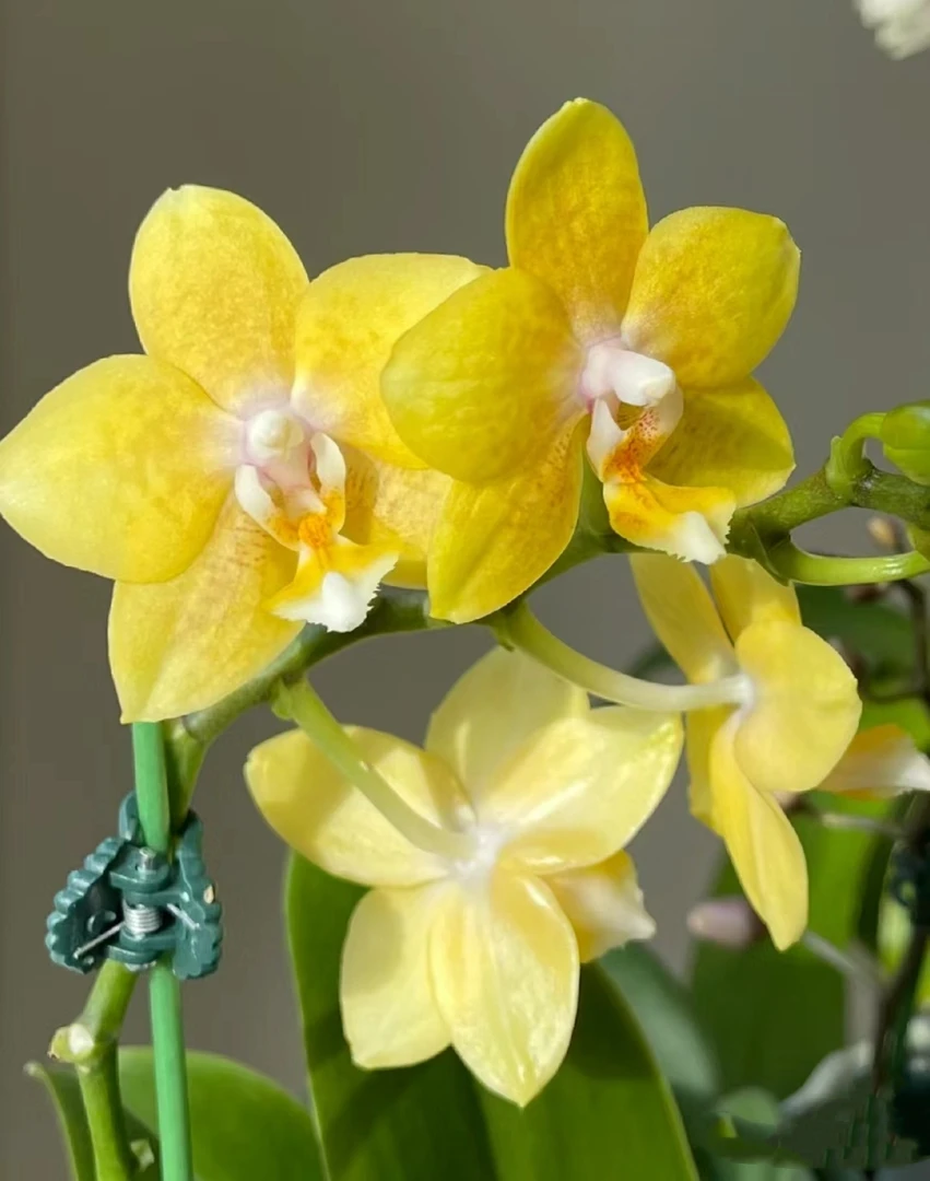 【双花剑】黄精灵(带香味)胡蝶兰花苗带花剑2.8寸杯