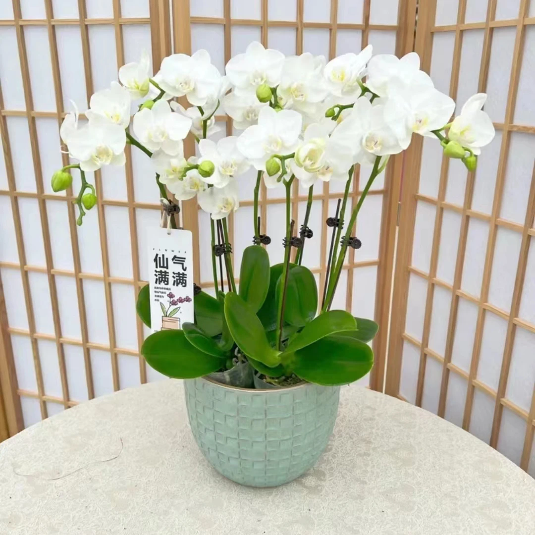 【双苗 双花剑】阿玛胡蝶兰花苗带花剑2.8寸杯