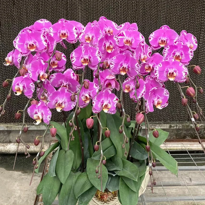【带花剑】藏宝图蝴蝶兰花苗带花剑3.0寸杯不带花【有一定概率返祖】