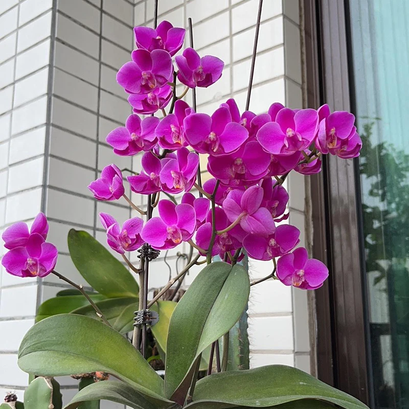 【带花剑】满天红胡蝶兰花苗不带花3.0寸加高杯