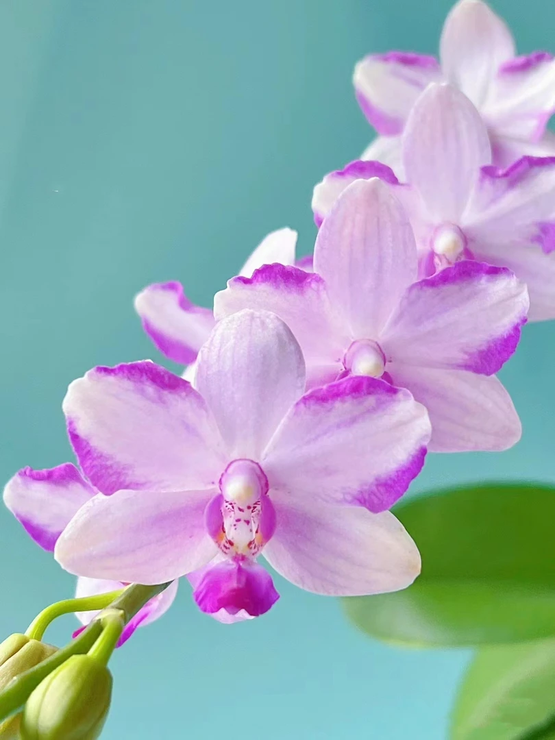 【带花剑】紫水晶蝴蝶兰花苗2.8寸杯