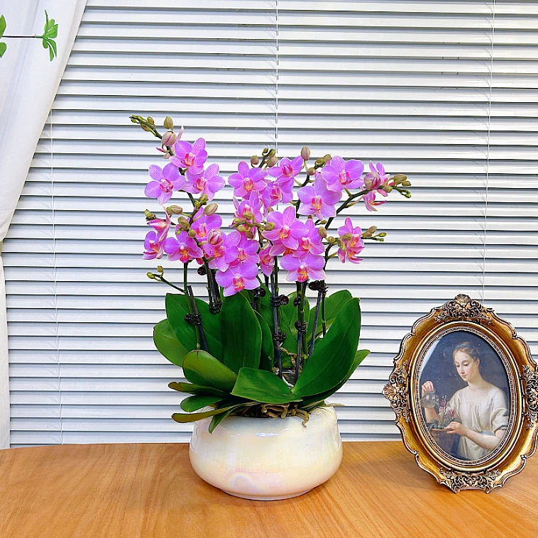 【胭脂-蝴蝶兰】QX鲜花绿植 中式 禅意 盆栽 送礼装饰 年宵花