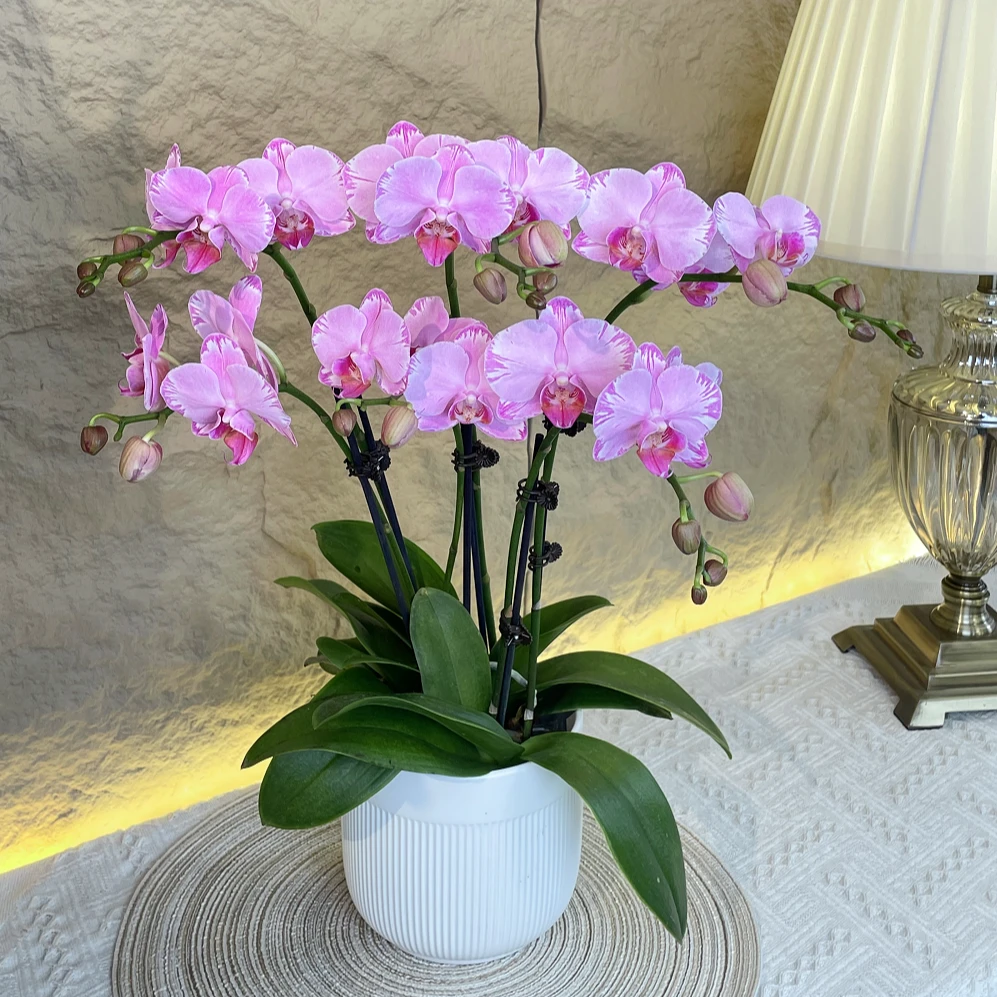 【粉闪电-兰花】年宵花 轻奢  室内懒人观赏花卉 鲜花