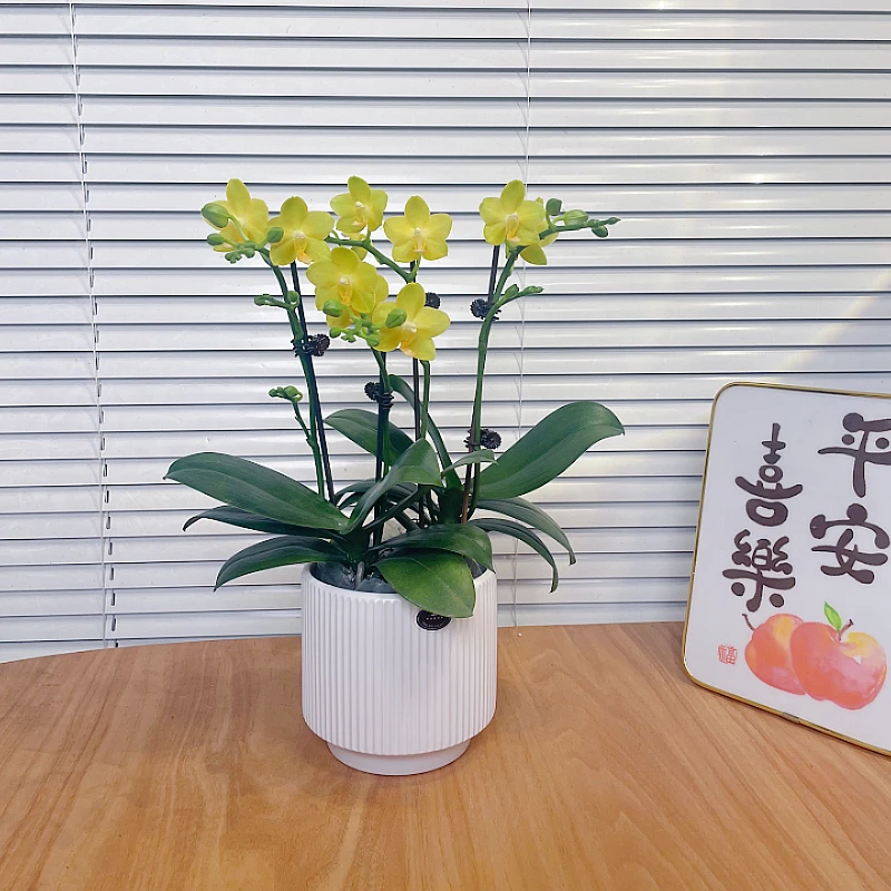 【黄香花-蝴蝶兰】鲜花绿植 中式 禅意 盆栽 送礼装饰