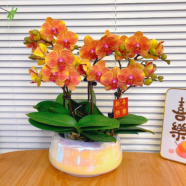 【吉利-蝴蝶兰】鲜花绿植 中式 禅意 盆栽 送礼装饰 年宵花