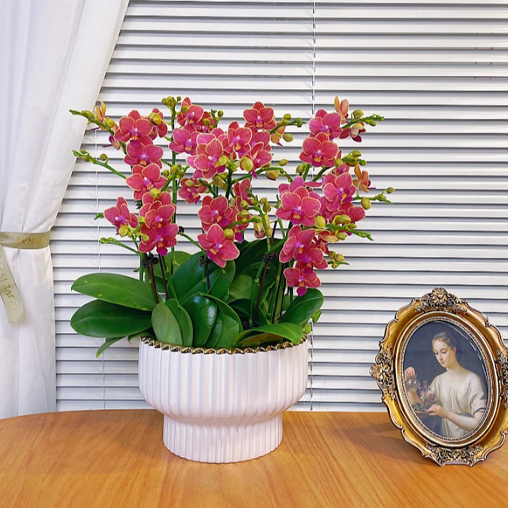 【金边玲珑-蝴蝶兰】QX鲜花绿植盆栽 室内观赏花 送礼装饰 年宵花