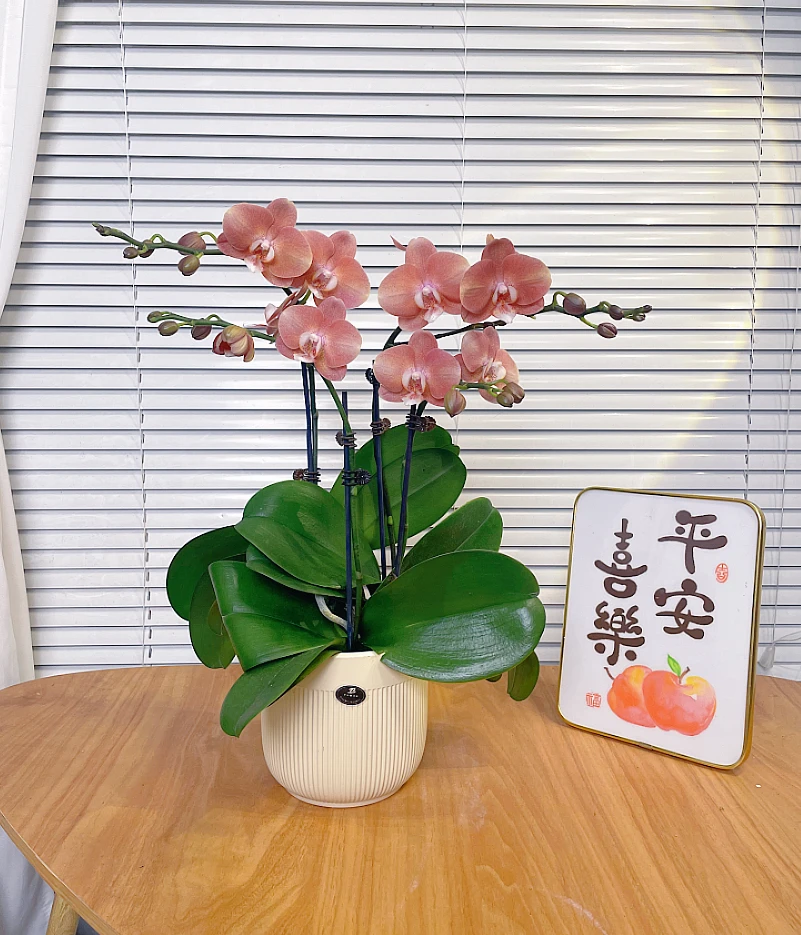 【鲑鱼-蝴蝶兰】鲜花绿植盆栽 室内观赏花 送礼家居装年宵花