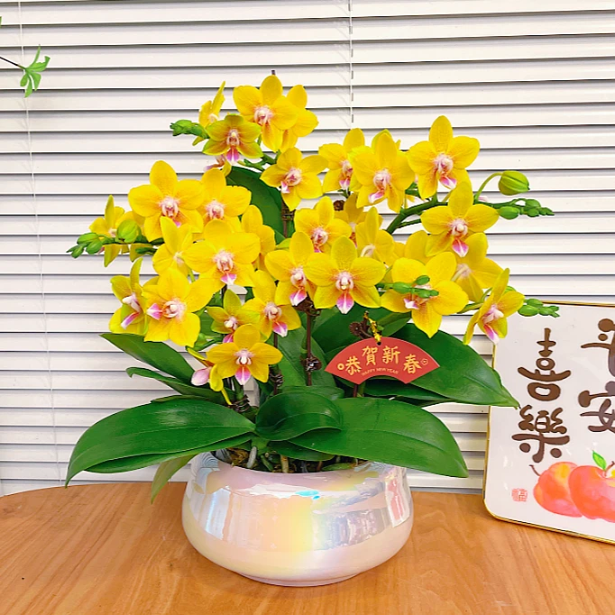【吉祥如意-蝴蝶兰】QX鲜花绿植盆栽 室内观赏花 送礼装饰 年宵花