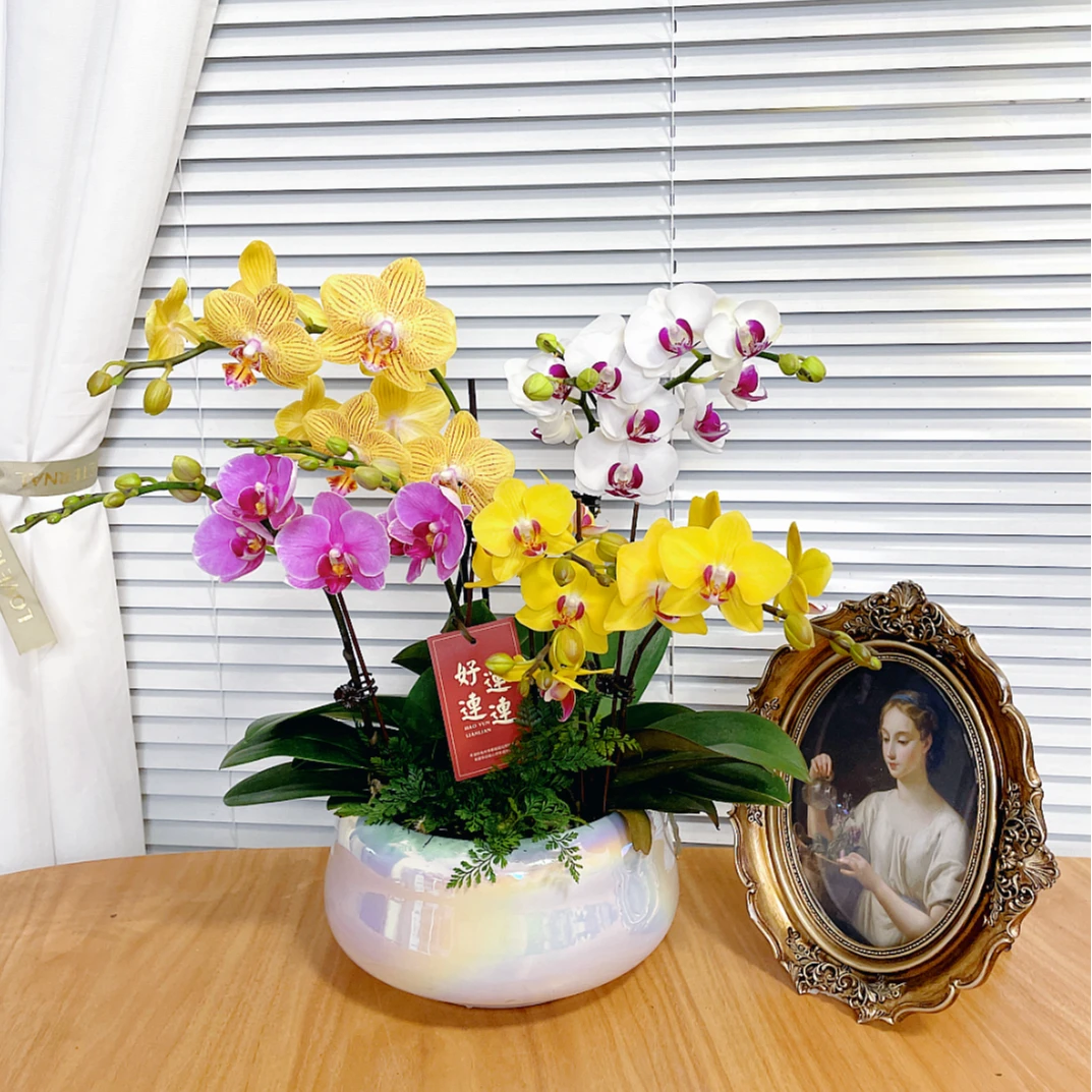 【全家福-蝴蝶兰】鲜花绿植盆栽 室内观赏花 送礼家居装饰 年宵花