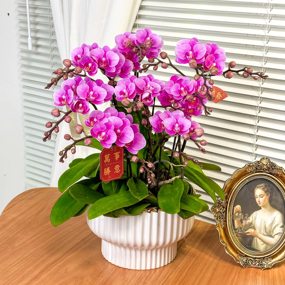 【紫霞-蝴蝶兰】QX鲜花绿植 中式 禅意 盆栽 送礼装饰 年宵花