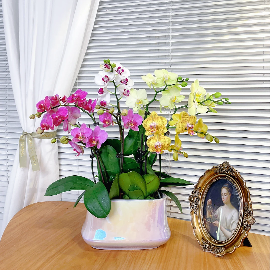 【全家福-蝴蝶兰】鲜花绿植盆栽 室内观赏花 送礼家居装饰 年宵花