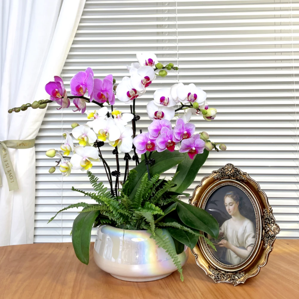 【全家福-蝴蝶兰】鲜花绿植 中式 禅意 盆栽 送礼装饰 年宵花