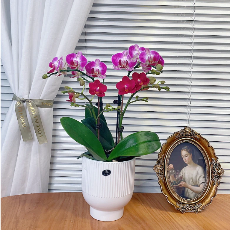 【红双喜-蝴蝶兰】QX鲜花绿植 中式 禅意 盆栽 送礼装饰 年宵花