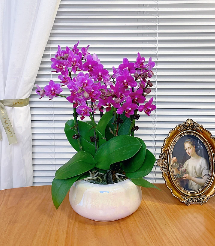 【紫水晶-蝴蝶兰】鲜花绿植盆栽 室内观赏花 送礼装饰 年宵花