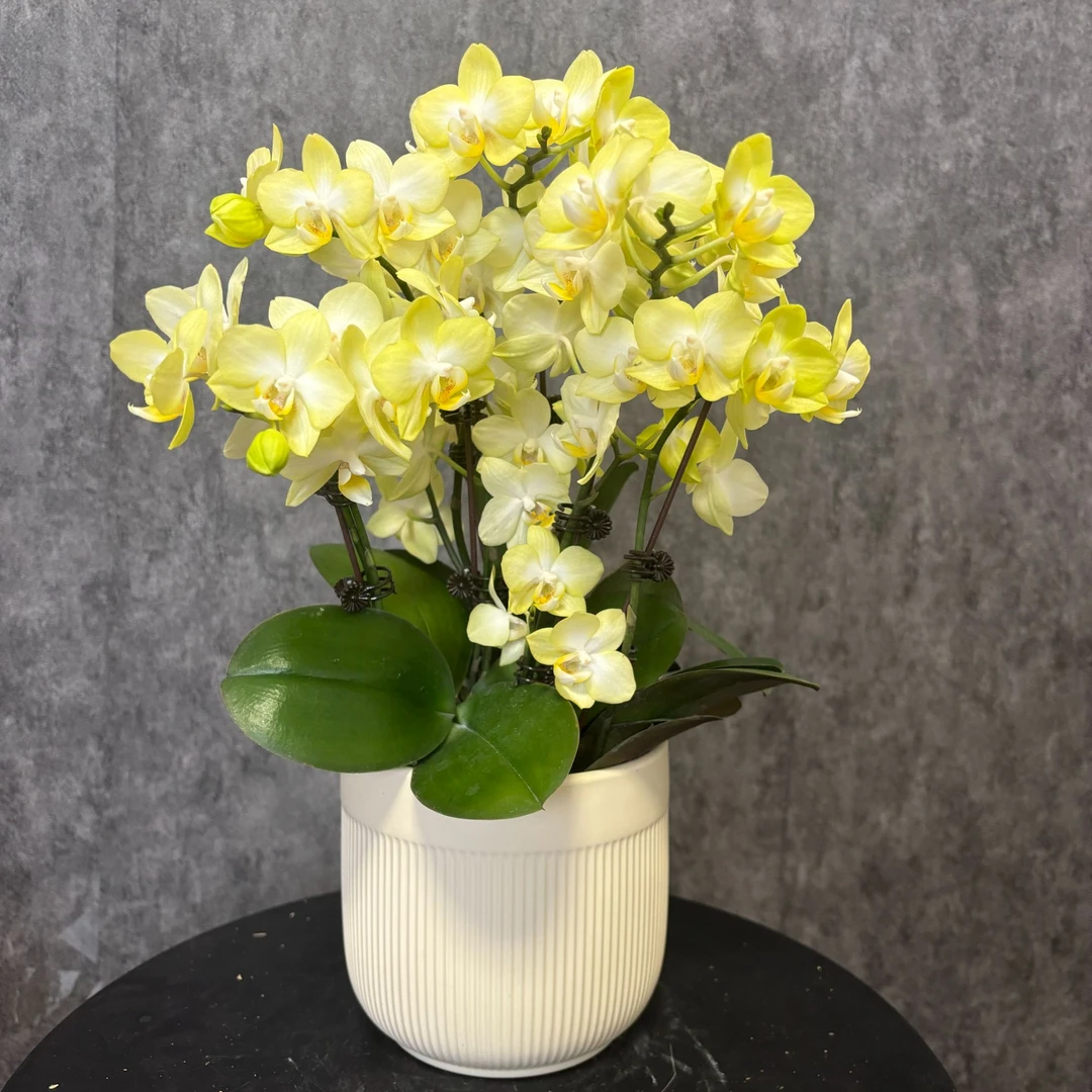 【柠檬茶—蝴蝶兰】鲜花绿植盆栽 室内观赏花 送礼装饰 年宵花